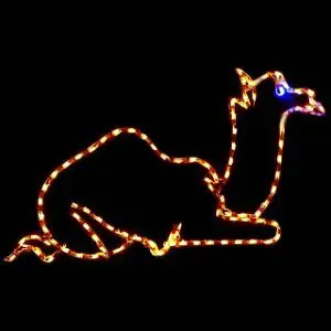 Sitting Camel