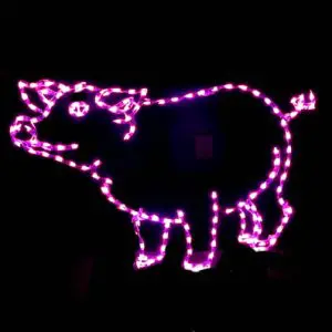 Standing Pig