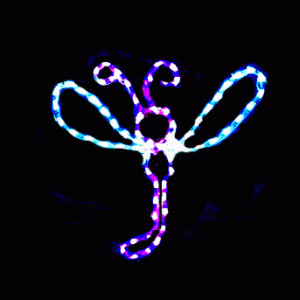 Dazzling Dragon Fly